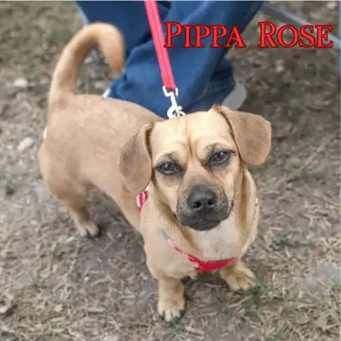 Pippa Rose photo 5