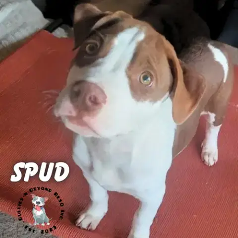 Spud photo 3