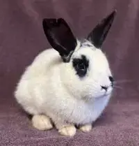 Kubo