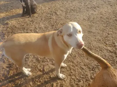 Nova