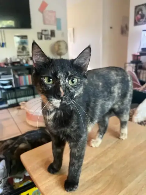 Mia