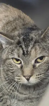 Priss