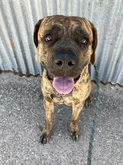 Remi