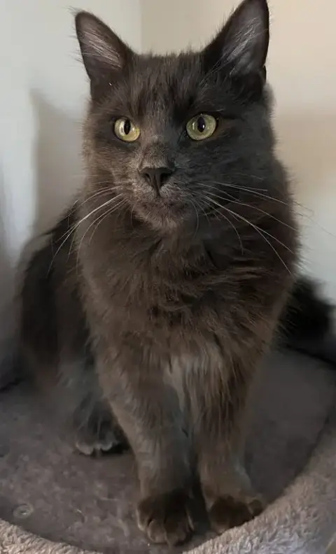 Ash