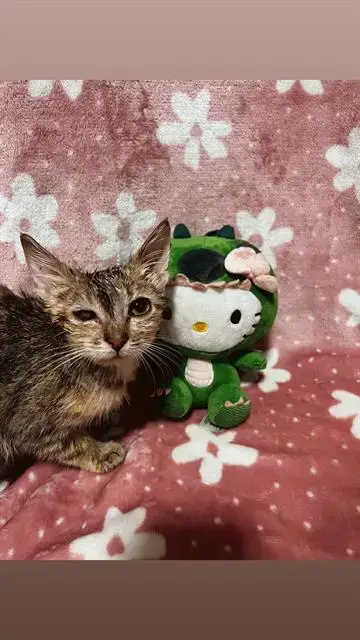 Tuna