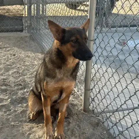 Bug