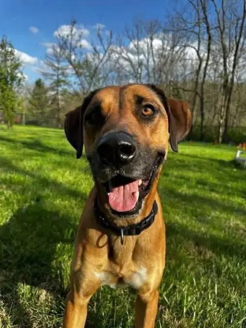 Duke photo 4