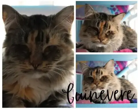 Guinevere- Herpes- Long Term 9*11*25