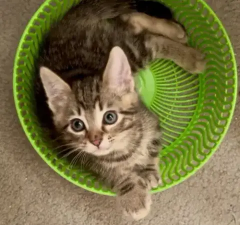Endless Summer Kittens #2 photo 3