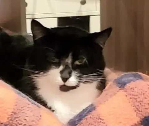 Cici
