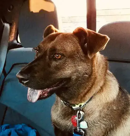 Lucy  2 photo 3