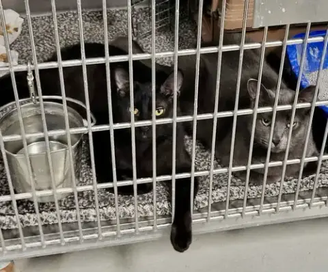 Rebel photo 3