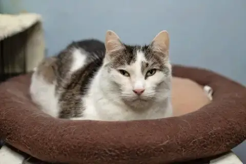 Kittles photo 4