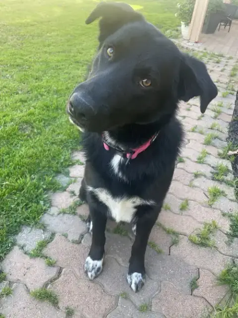 Pup Pup photo 2