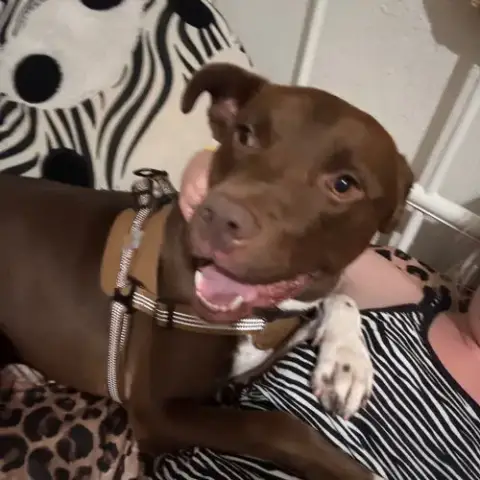 Bruno photo 2