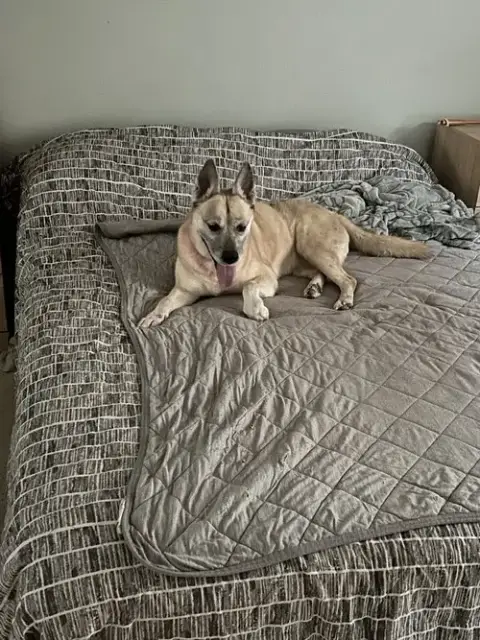 Dakota