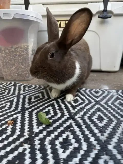 Bunny photo 2