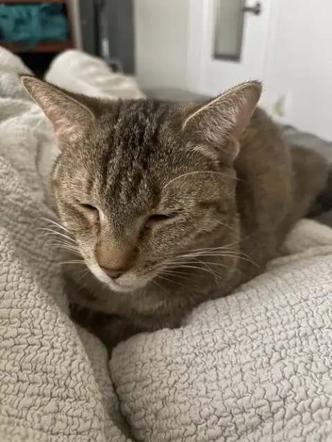 Cinnamon photo 4