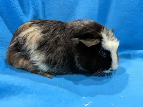 Gus Gus photo 5