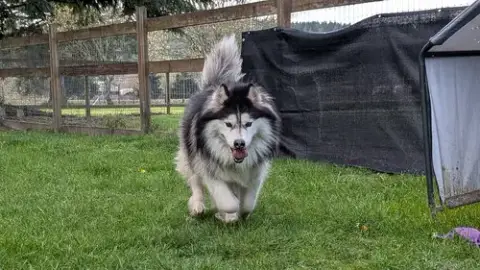 Nala photo 5
