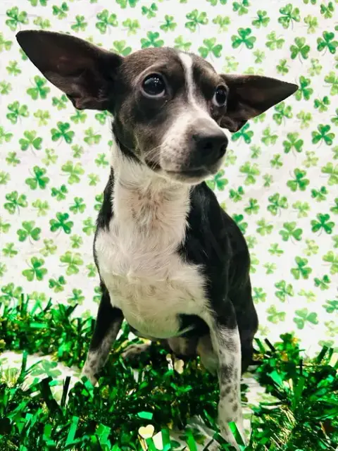 Angel Rat Terrier photo 3