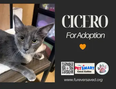 Cicero photo 3