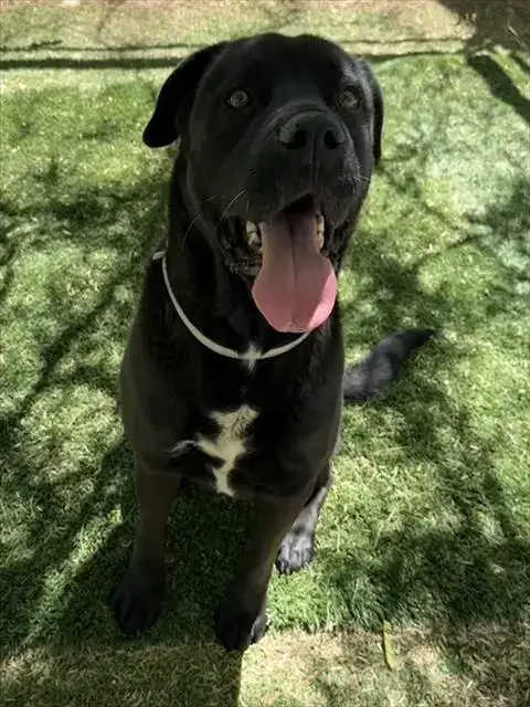 Buddy