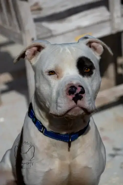 Petey: Not At The Shelter