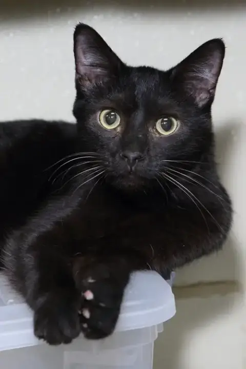 Ernie