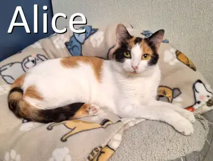 Alice photo 3
