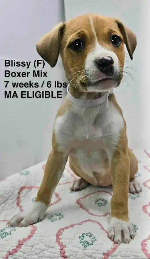 Blissy