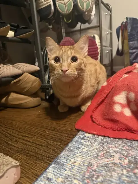 Hank The Tank photo 2