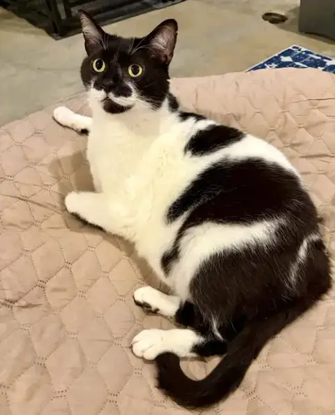 Mr. Kiki