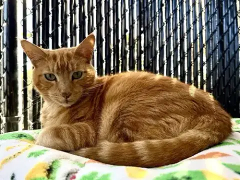 Oscar
