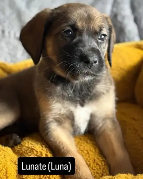 Luna photo 2