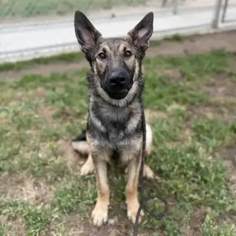 *Dodger