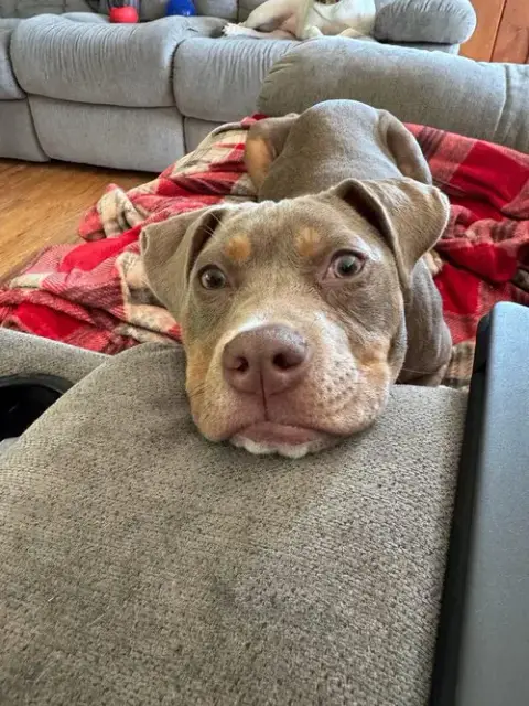 Sweet Pea