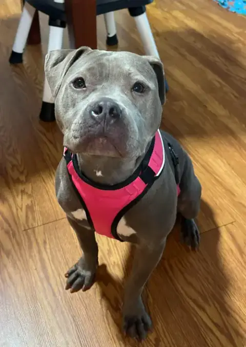 Jojo