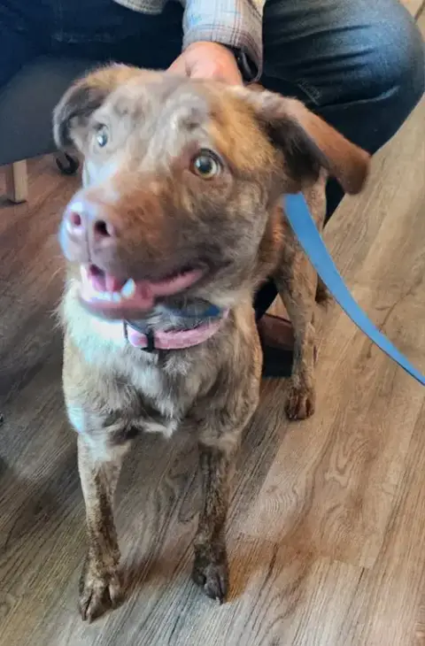 Dolly *Adoption Pending* photo 3
