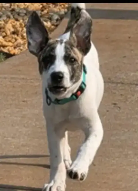 Bugsy photo 4