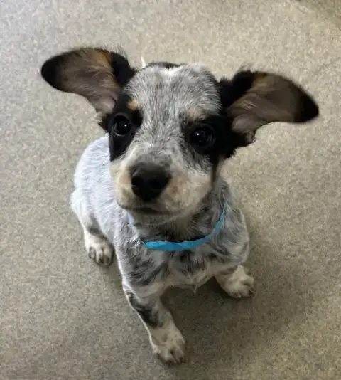 Kendall 9 Weeks Old Available  5/6