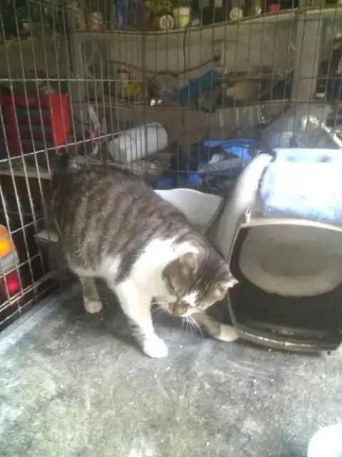 Bobo photo 2