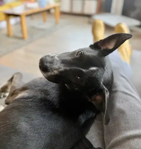 Django photo 3