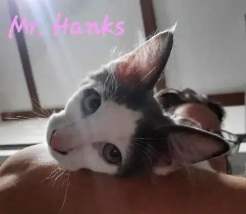 Mr Hanks photo 4