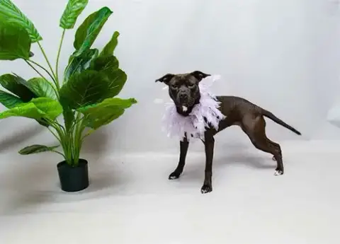 Duchess