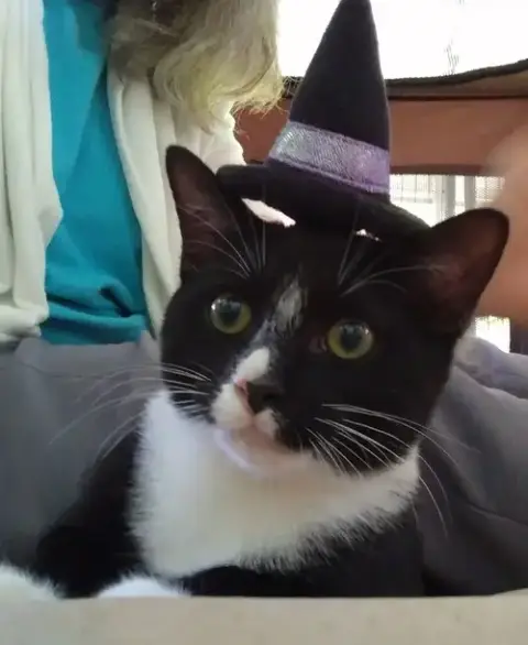 Mittens photo 3