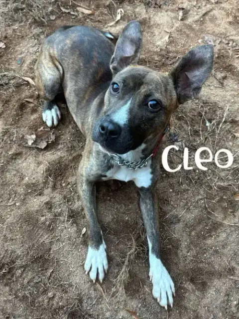 Cleo photo 4