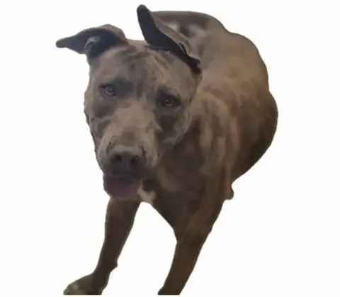 Brindy