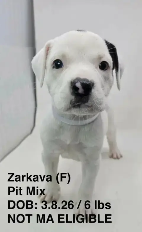 Zarkava