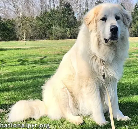 Cooper In Ky photo 3